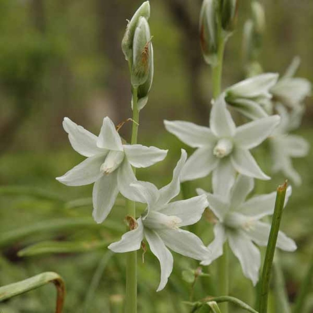 Ornithogale, Ornithogalum nutans