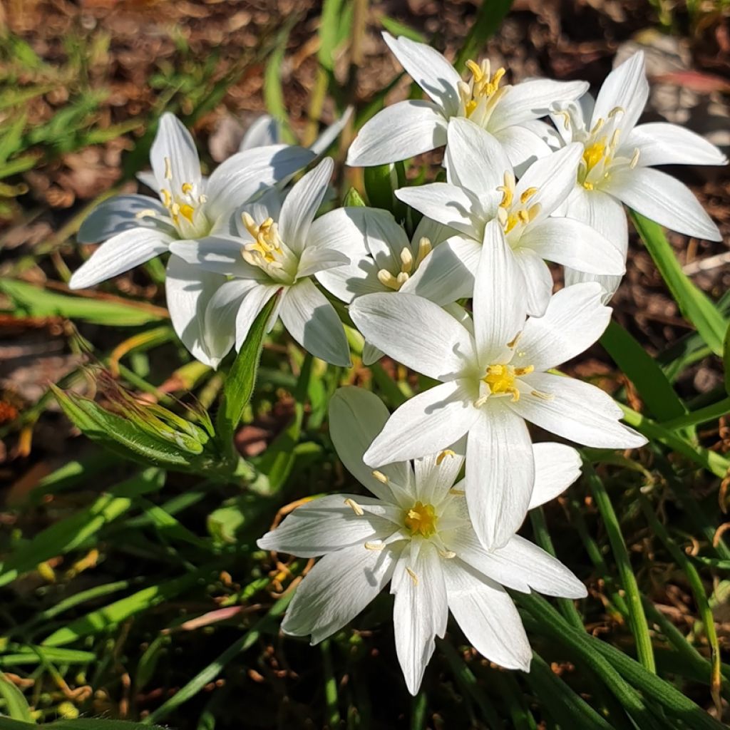 Ornithogalum oligophyllum White Trophy