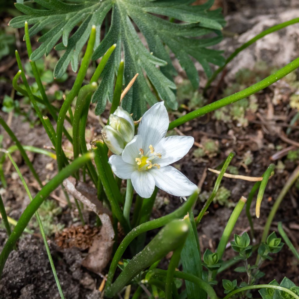 Ornithogalum oligophyllum White Trophy