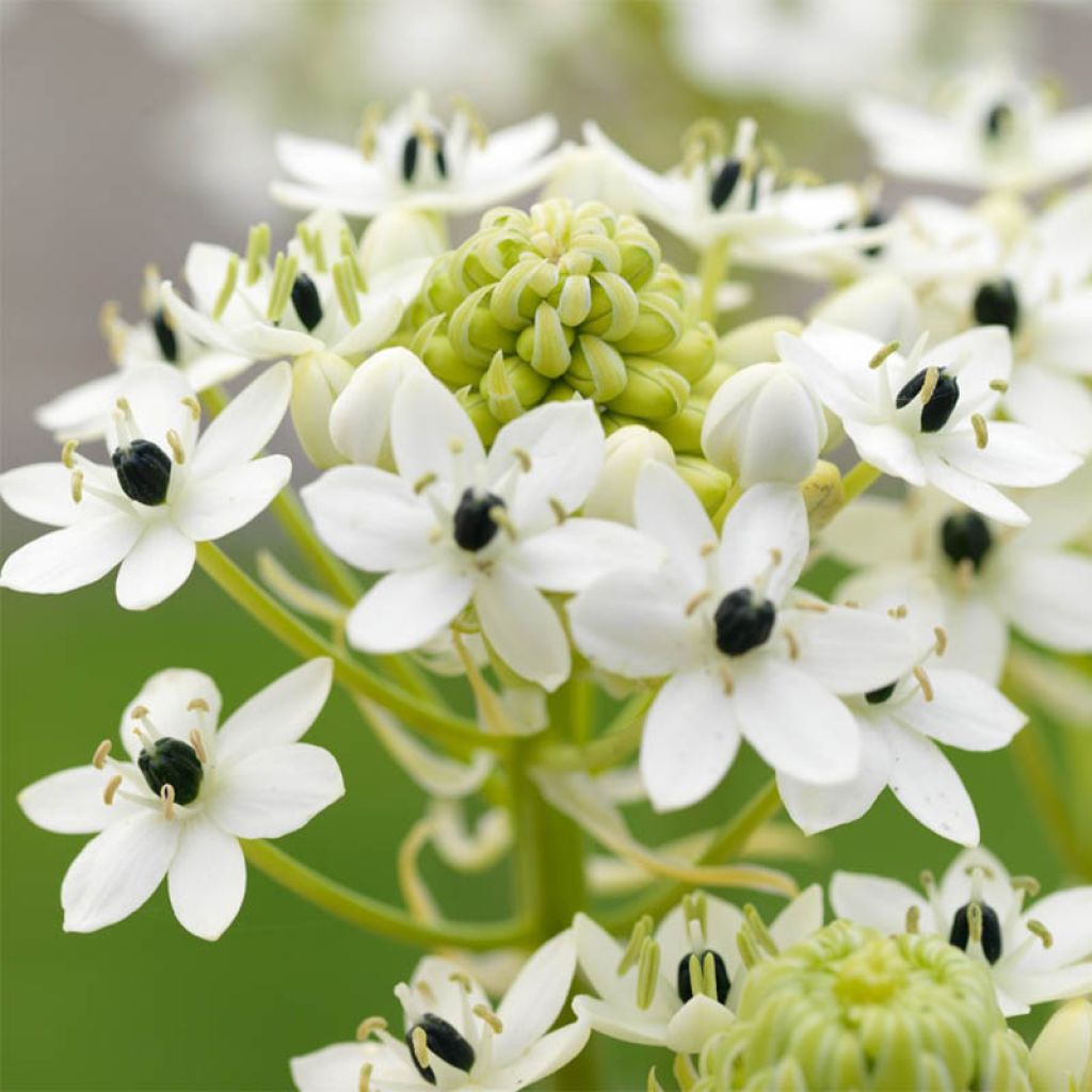 Ornithogalum saundersiae