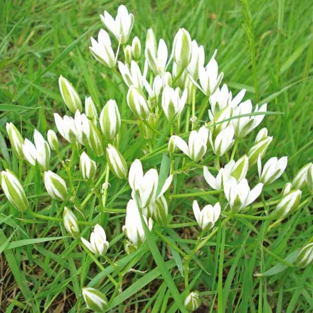 Ornithogale, Ornithogalum umbellatum