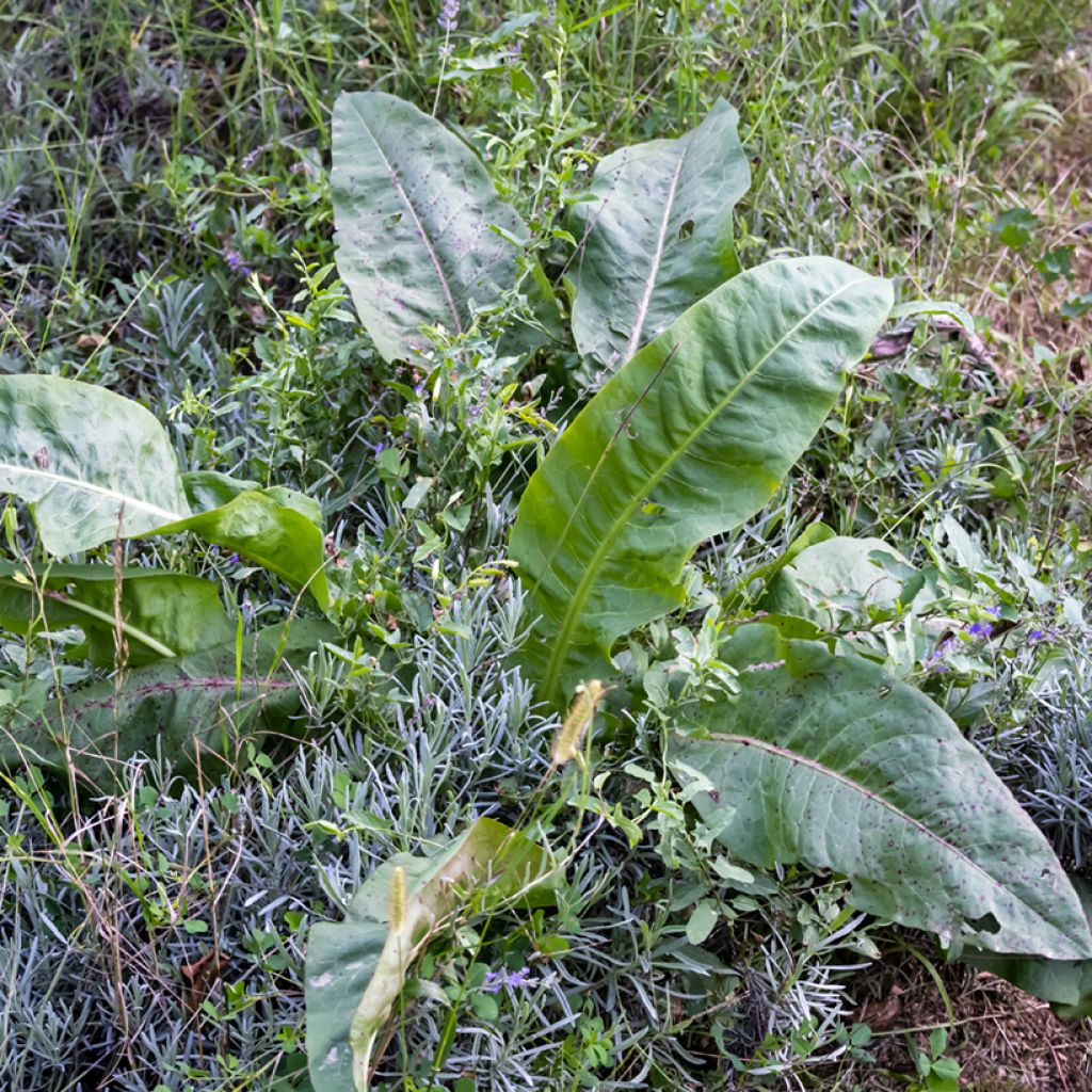 Acederón Bio - Rumex patientia