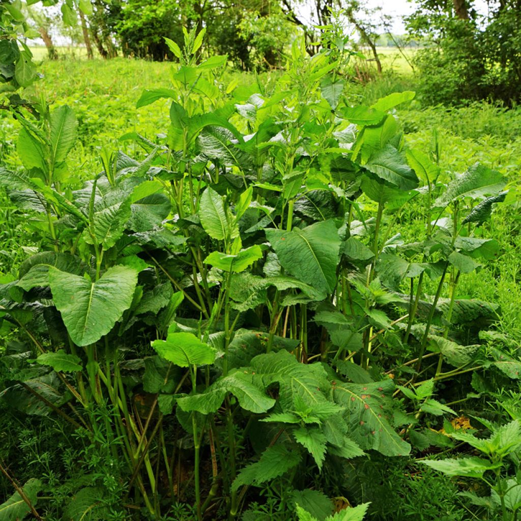 Acedera común (semillas) - Rumex acetosa