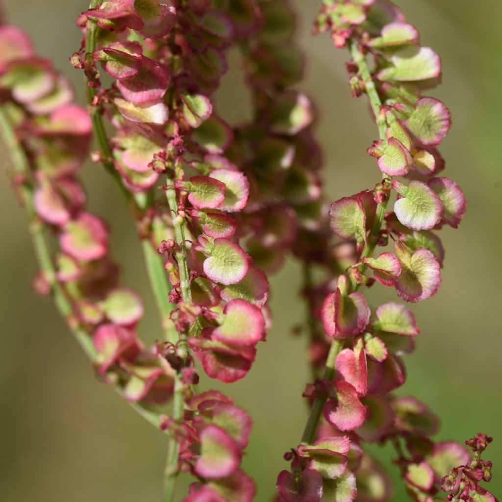 Acedera común (semillas) - Rumex acetosa