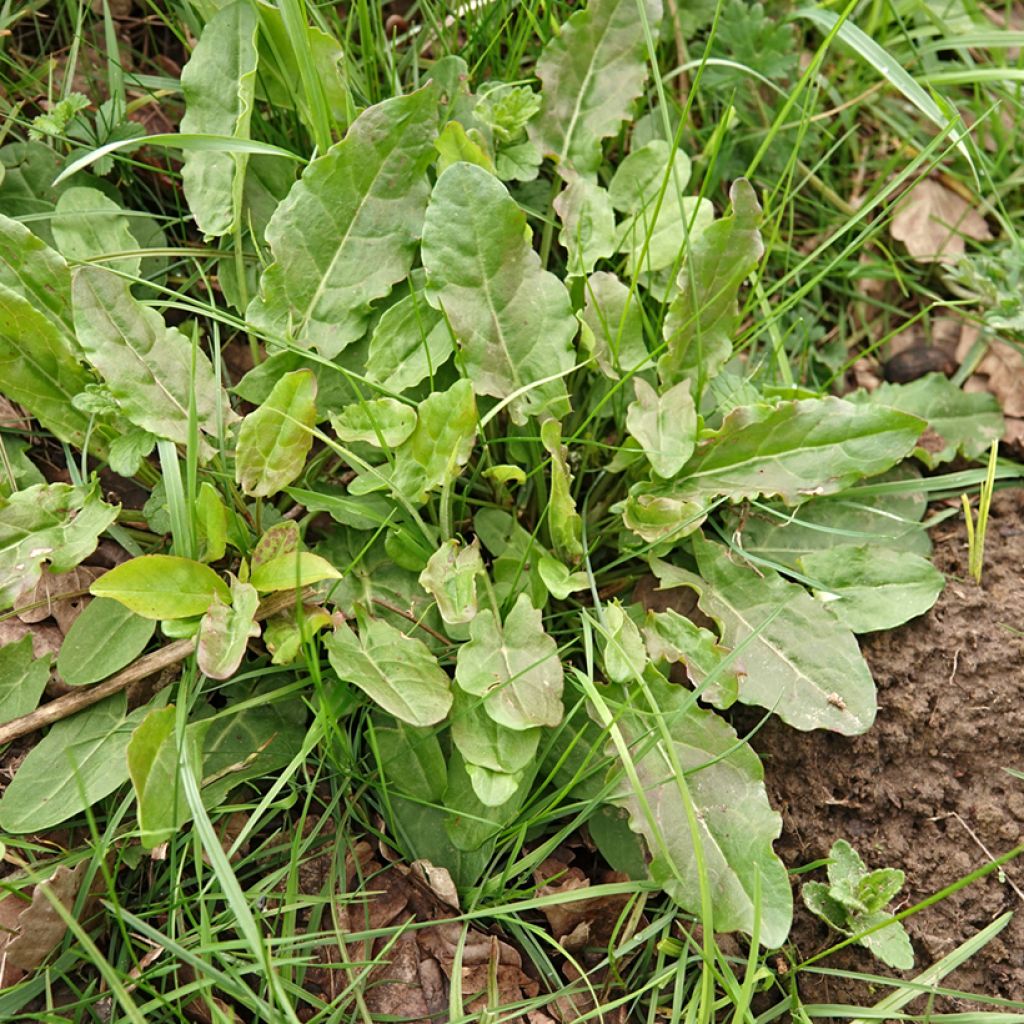 Acedera común (semillas) - Rumex acetosa