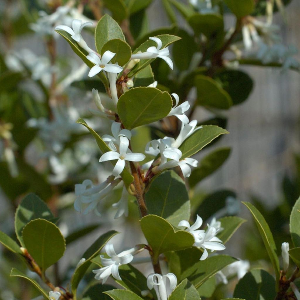 Osmanthus Heaven Scent - Osmanthe