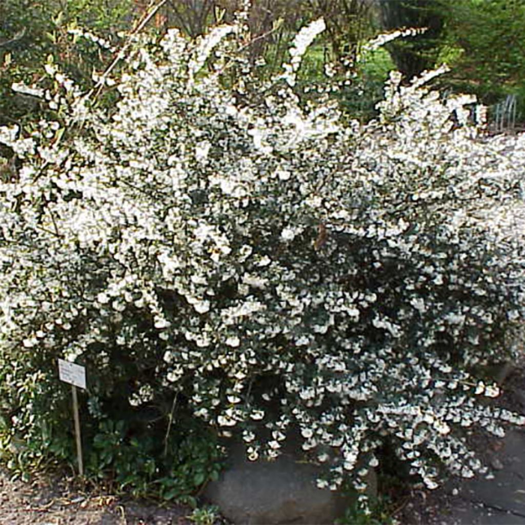 Osmanthus delavayi - Osmanthe de Delavay