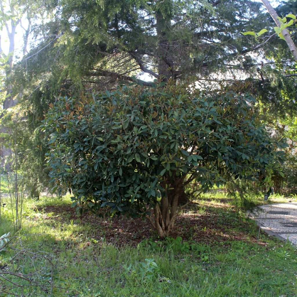 Osmanthus fragrans - Olivo fragante