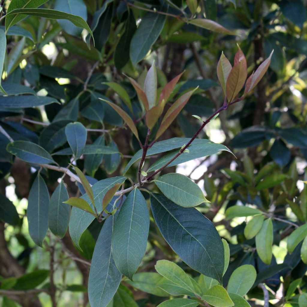 Osmanthus fragrans - Olivo fragante