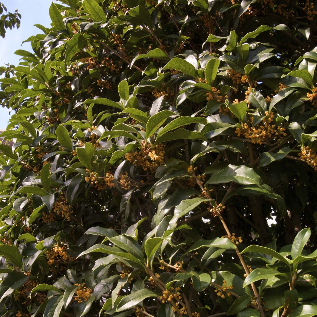 Osmanthus fragrans Aurantiacus - Osmanthe parfumé