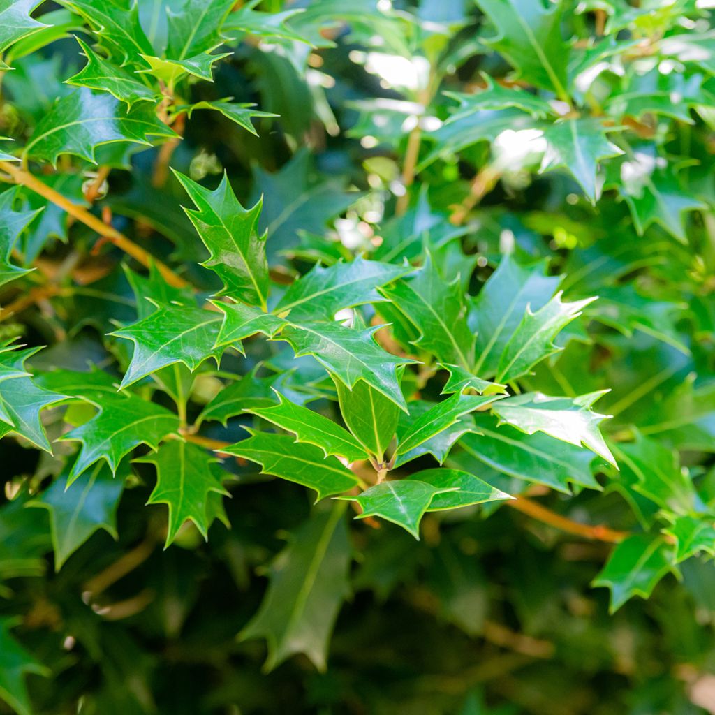 Osmanthus heterophyllus - Acebo chino