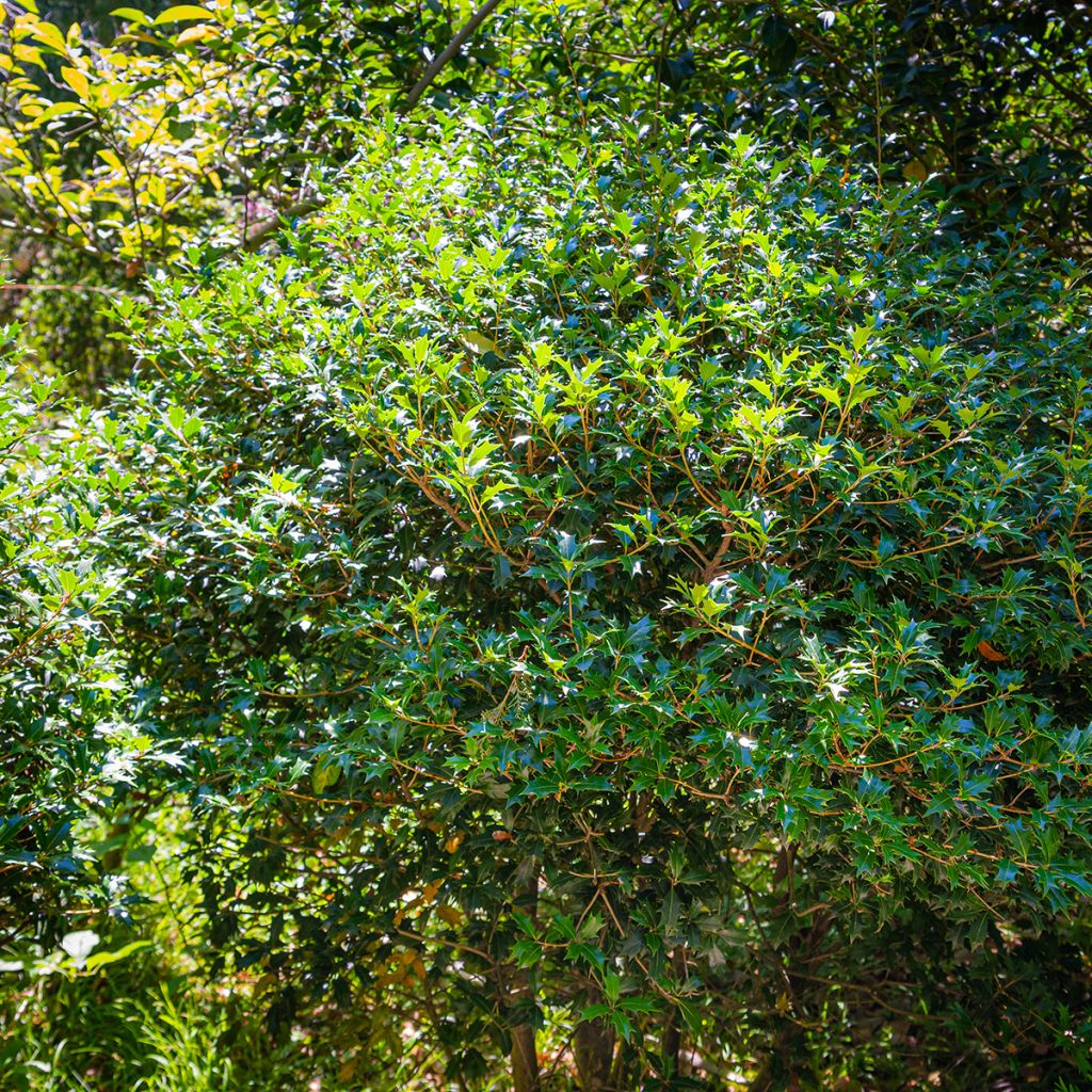 Osmanthus heterophyllus - Acebo chino