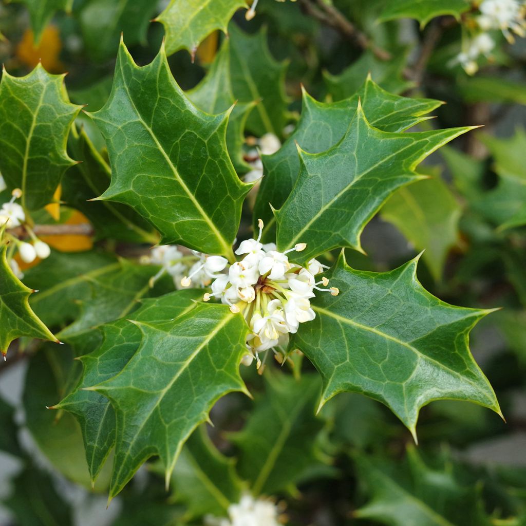 Osmanthus heterophyllus - Acebo chino