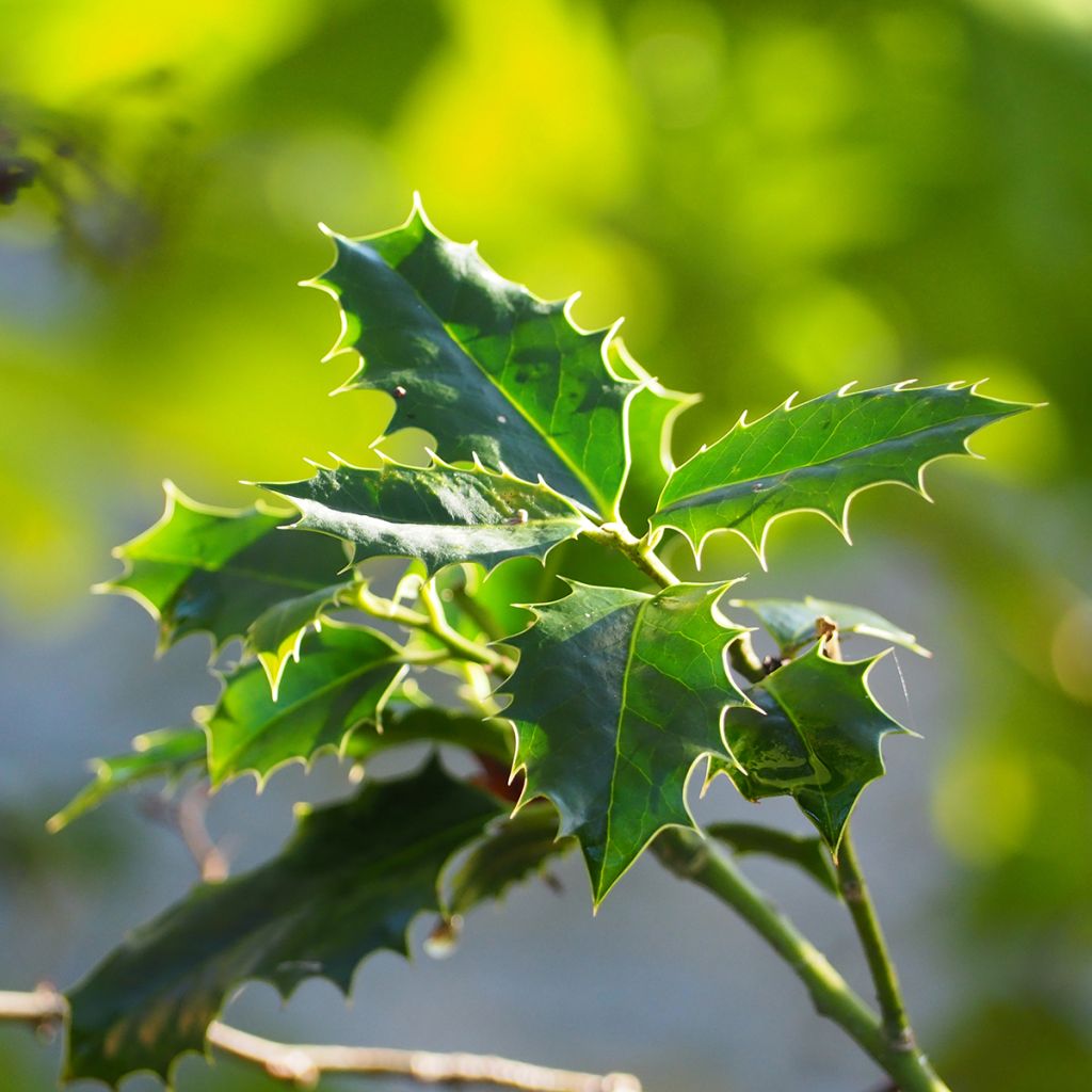 Osmanthus heterophyllus - Acebo chino