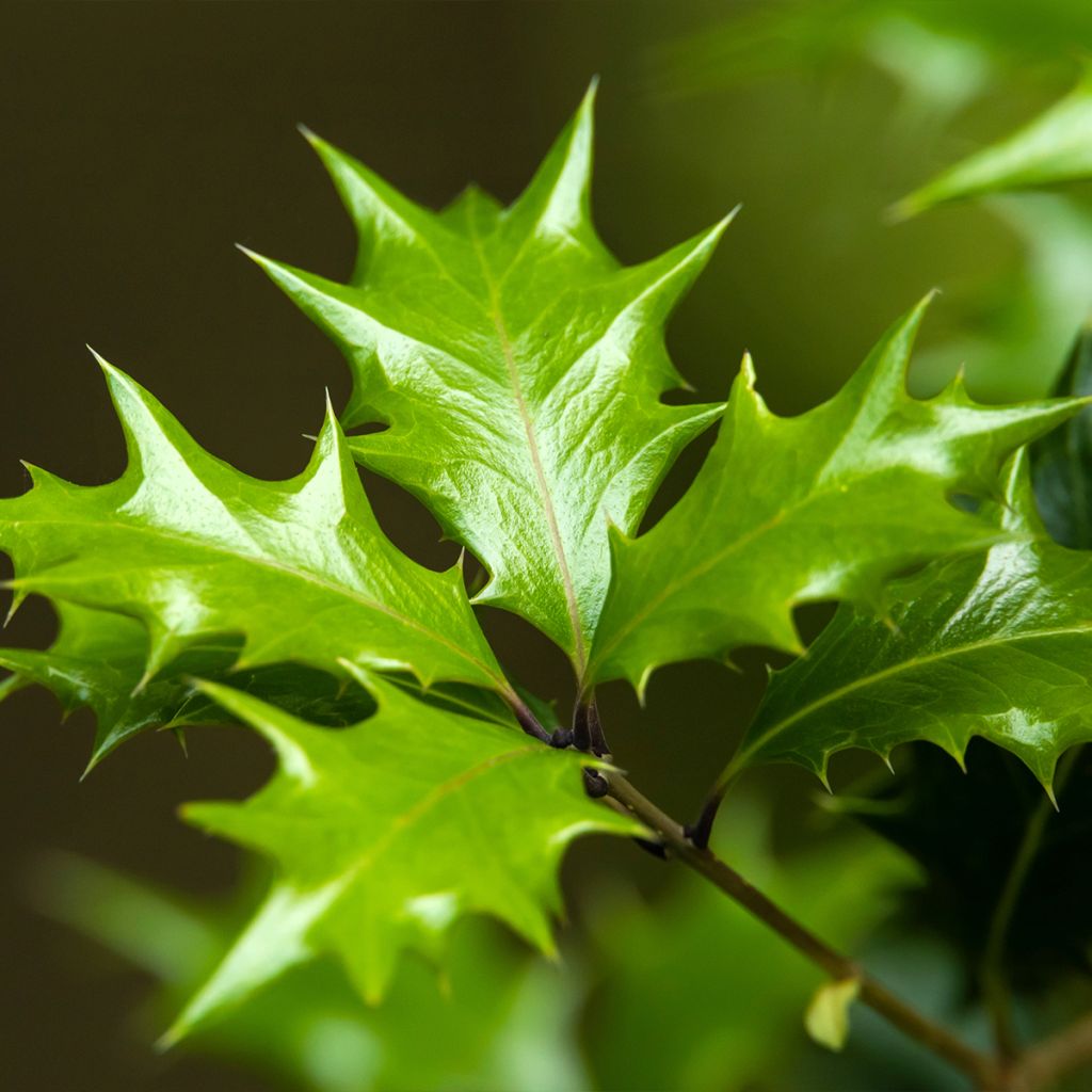 Osmanthus heterophyllus - Acebo chino