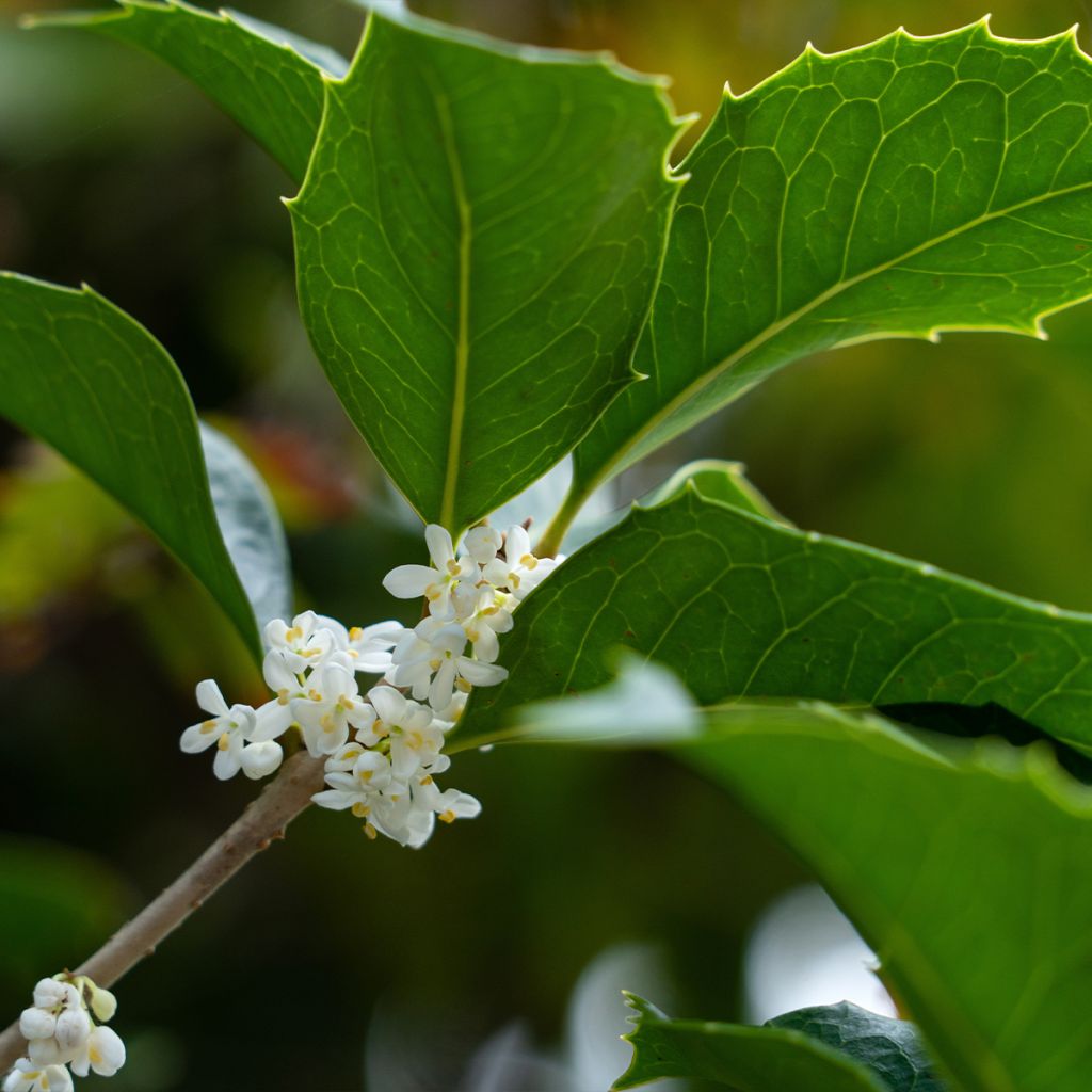 Osmanthus heterophyllus - Acebo chino