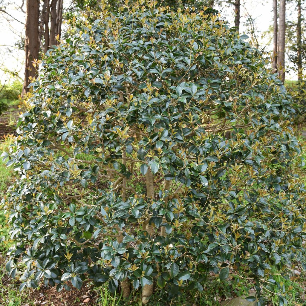 Osmanthus heterophyllus - Acebo chino