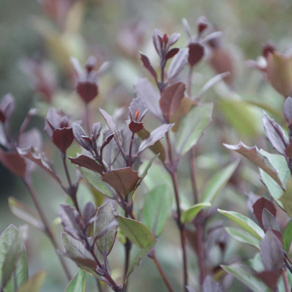 Osmanthus heterophyllus Purpureus