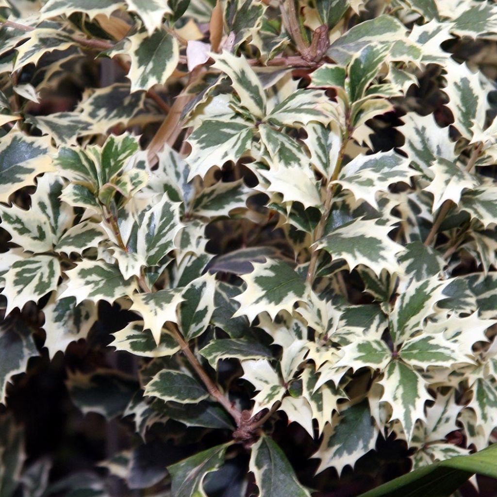 Osmanthus heterophyllus Variegatus - Osmanthe panaché