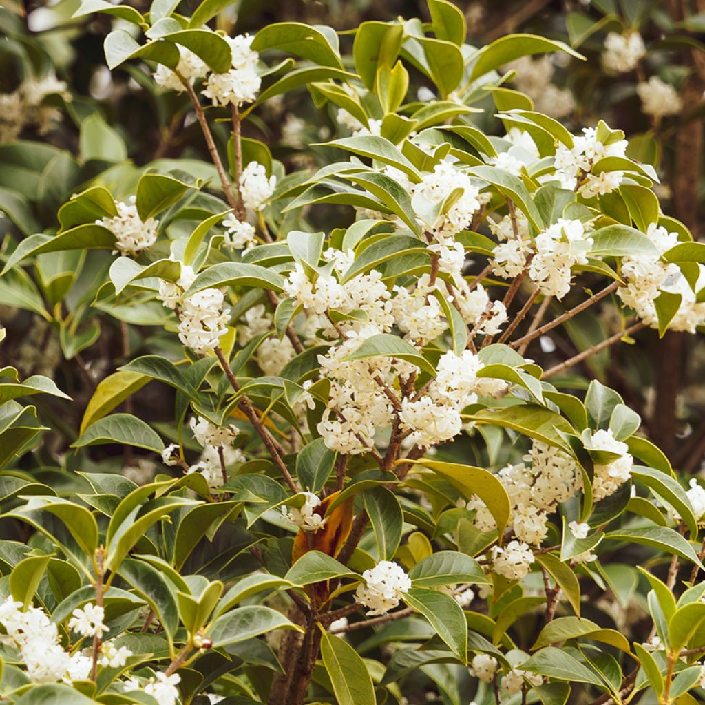 Osmanthus serrulatus