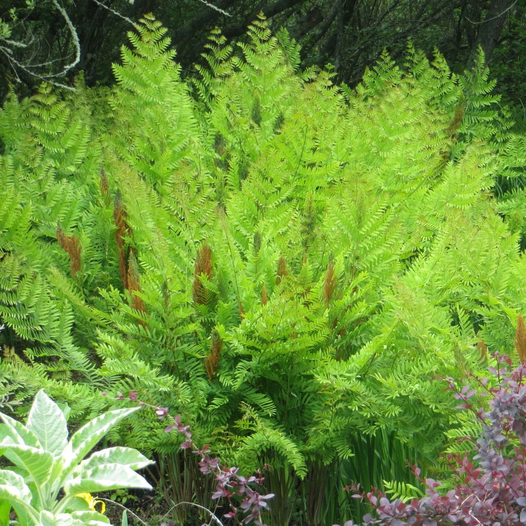 Osmonde royale - Osmunda regalis Purpurascens - Osmonde royale aux frondes pourpres