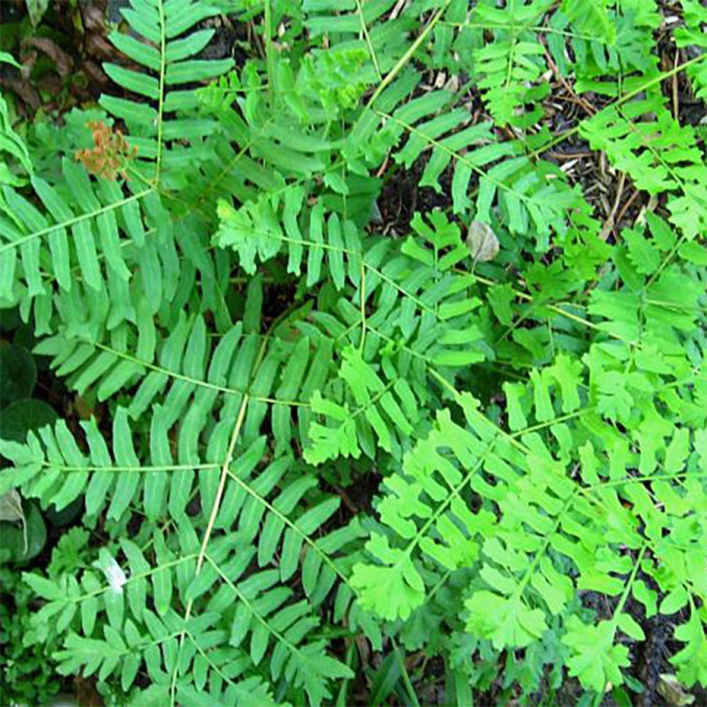 Osmonde royale, Osmunda regalis Cristata