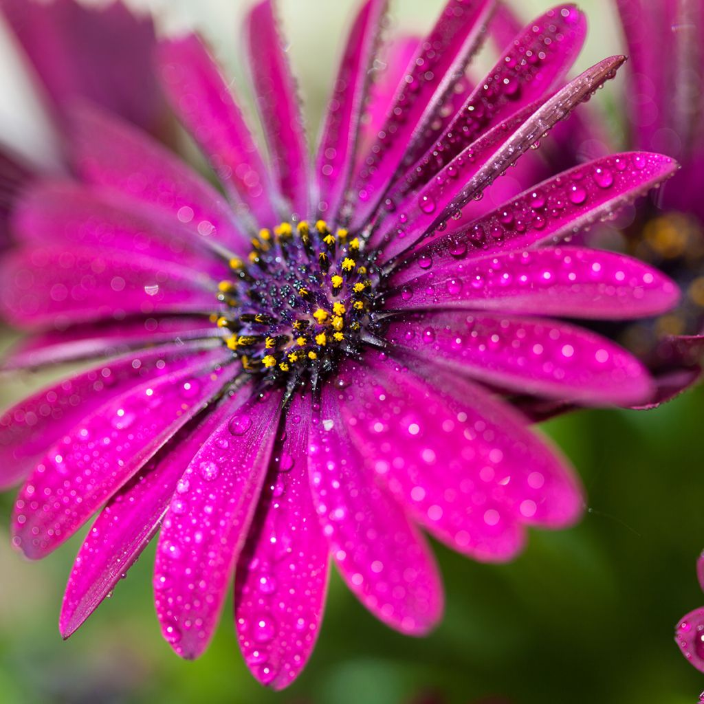 Osteospermum Dalina Bright Purple - Margarita del Cabo