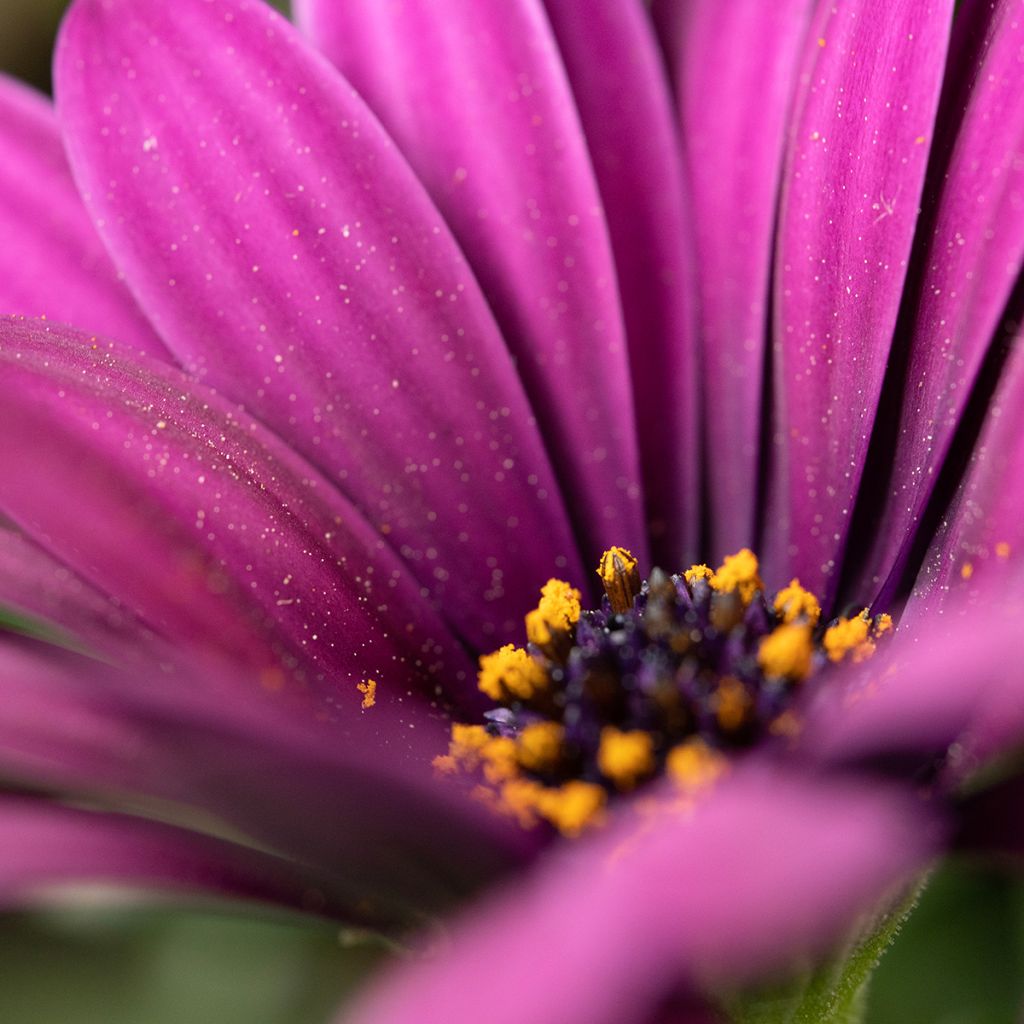 Osteospermum Dalina Bright Purple - Margarita del Cabo