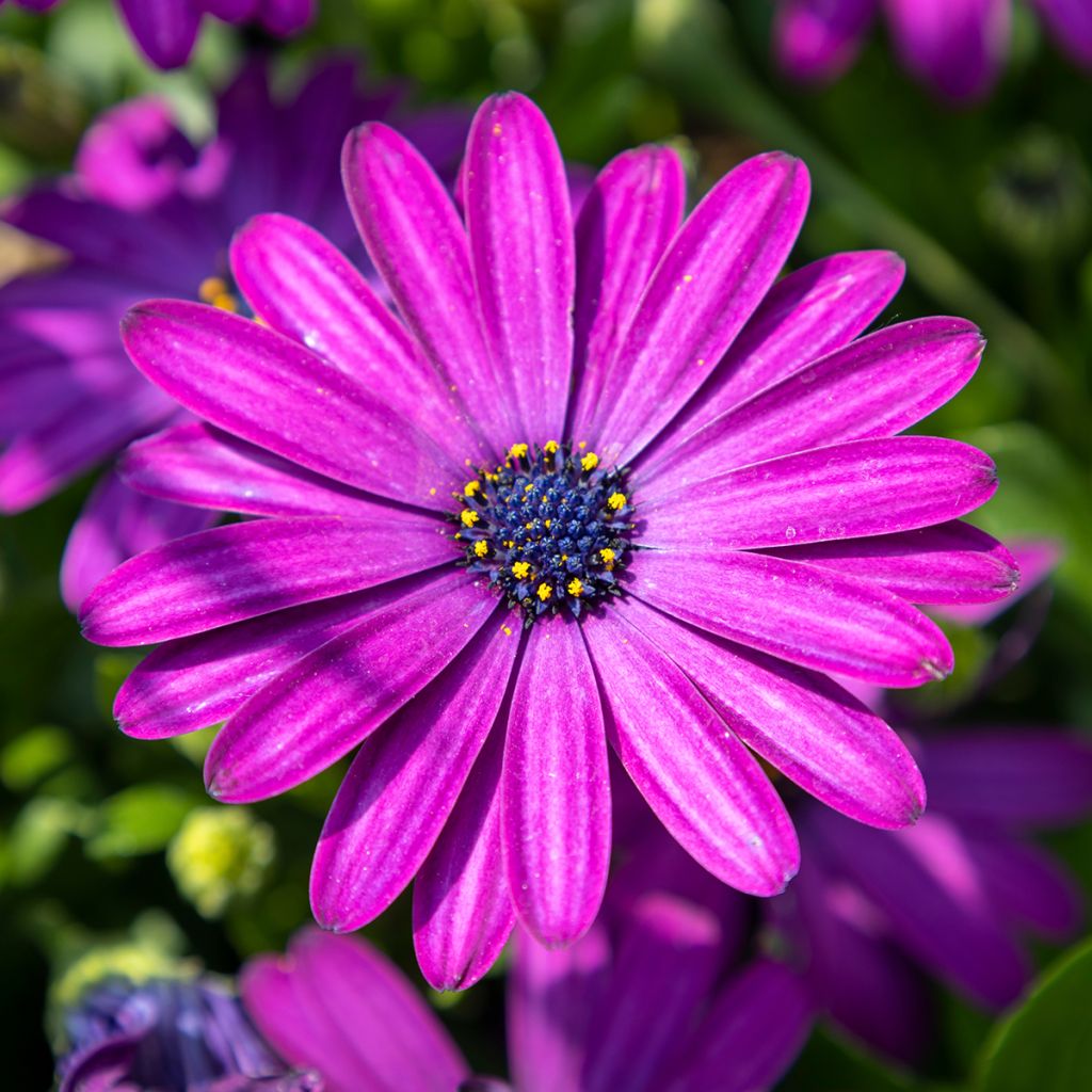 Osteospermum Dalina Bright Purple - Margarita del Cabo