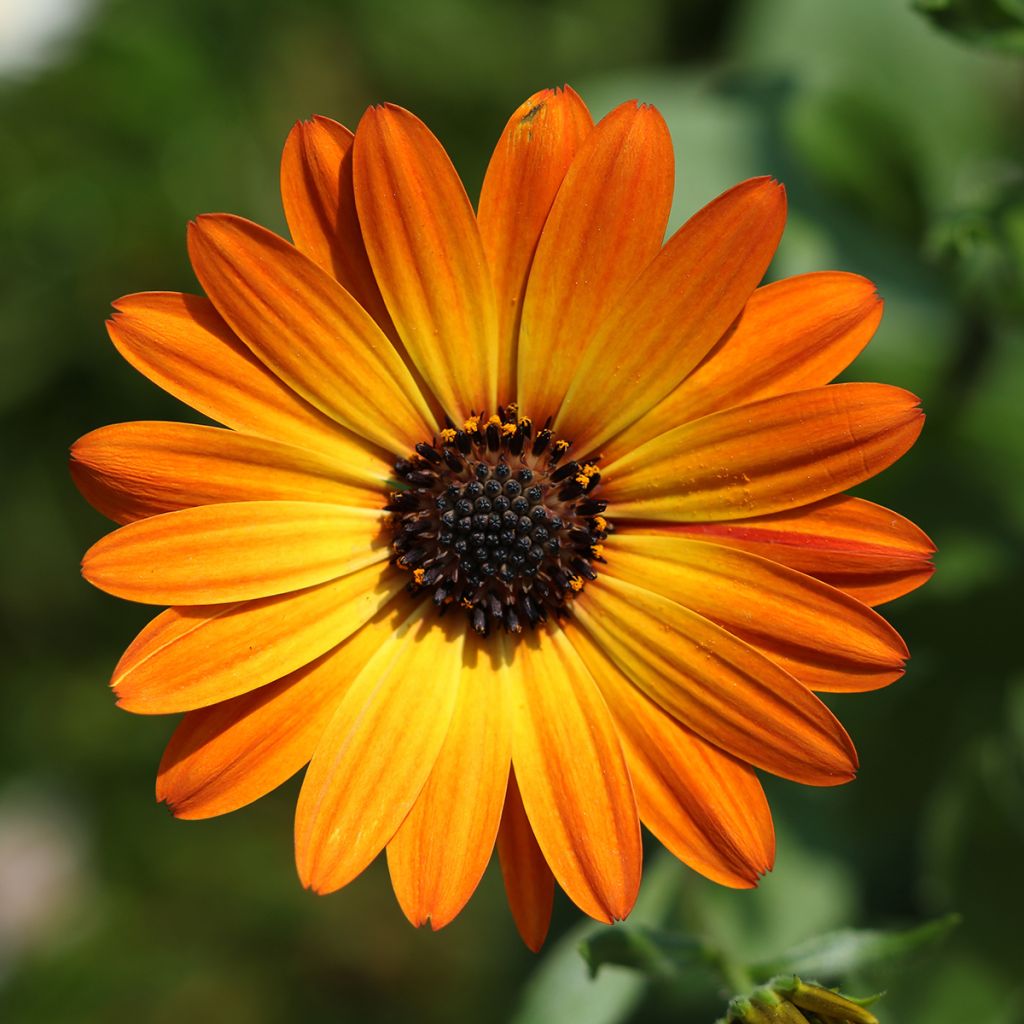 Osteospermum Dalina Orange - Margarita del Cabo