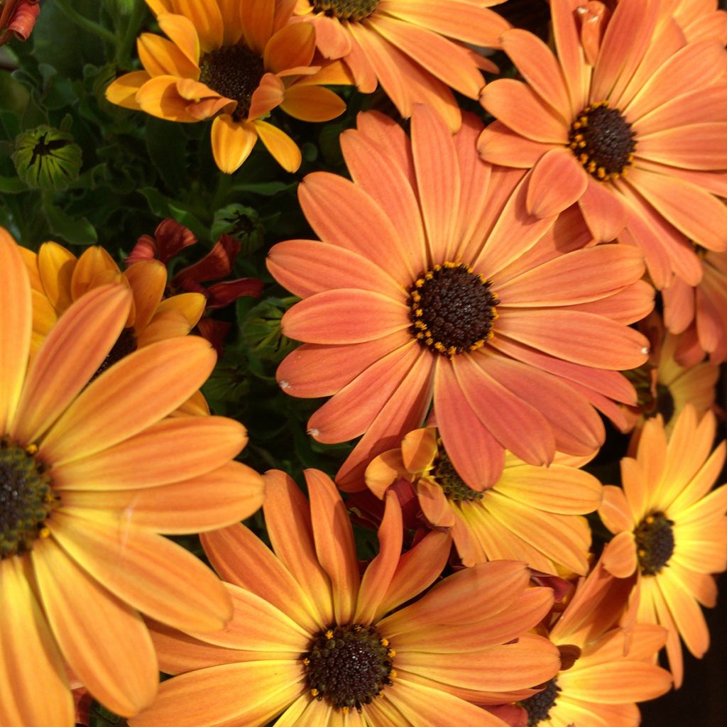 Osteospermum Dalina Orange - Margarita del Cabo