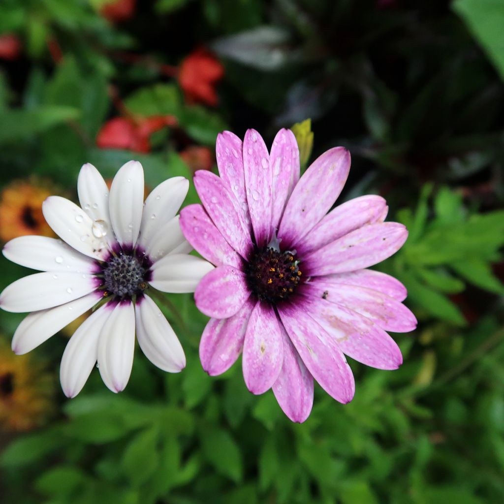 Osteospermum Dalina Purple Reflection - Margarita del Cabo