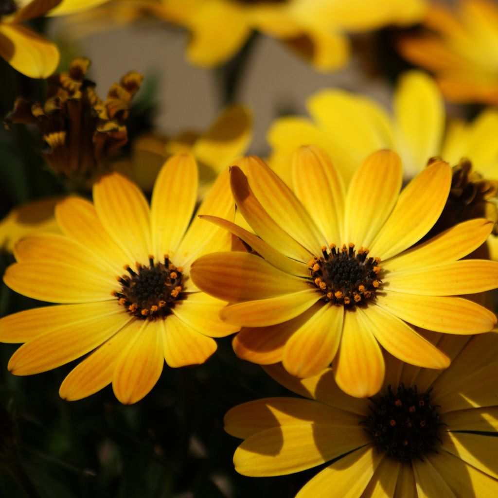 Osteospermum Dalina Special Sunshine Beauty - Margarita del Cabo