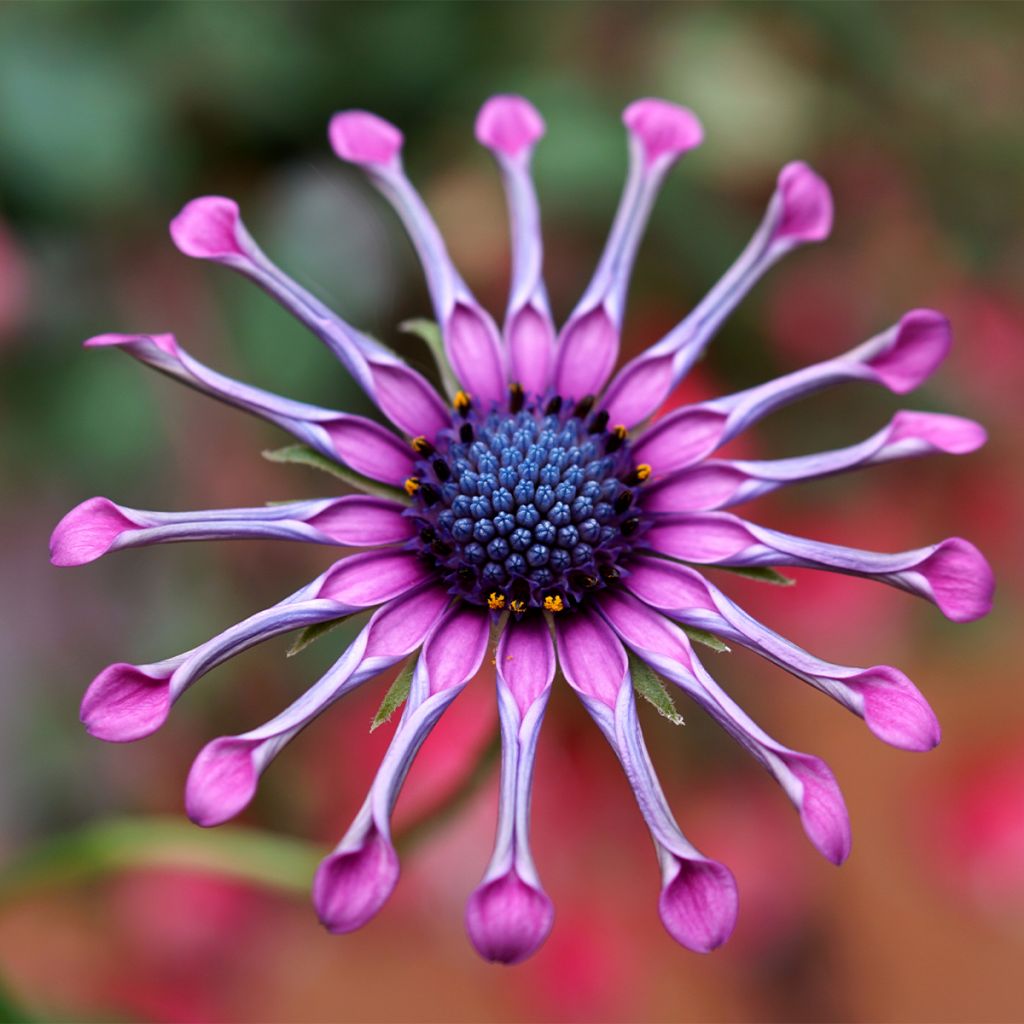 Osteospermum Flower Power Spider Pink