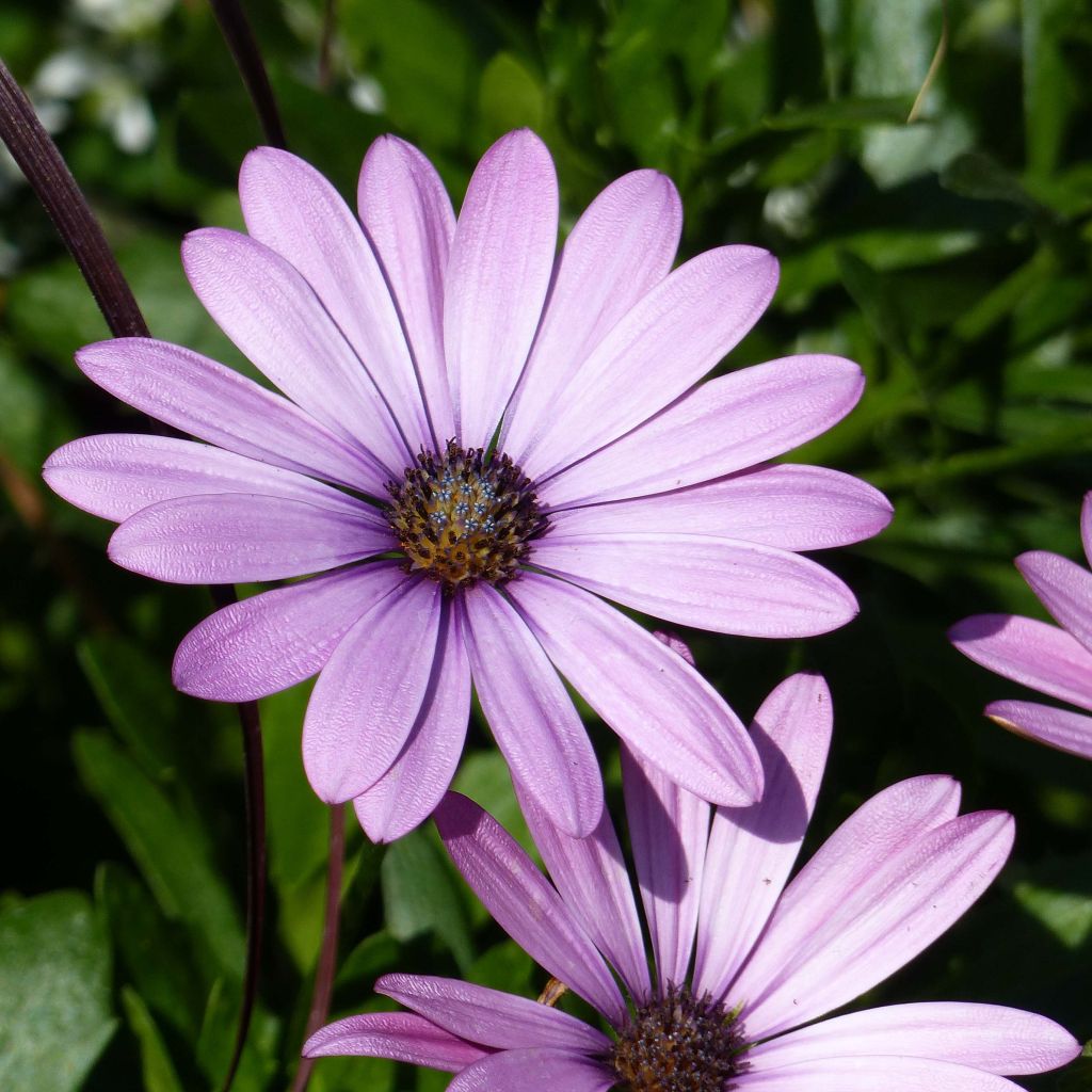 Osteospermum Summersmile Soft Violet