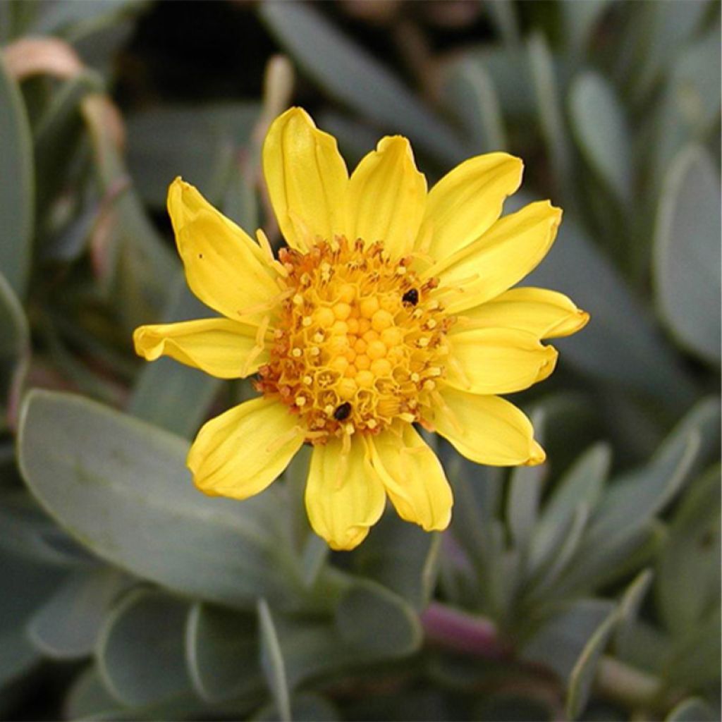 Othonna ou Othonnopsis cheirifolia - Othonne à feuilles de giroflée