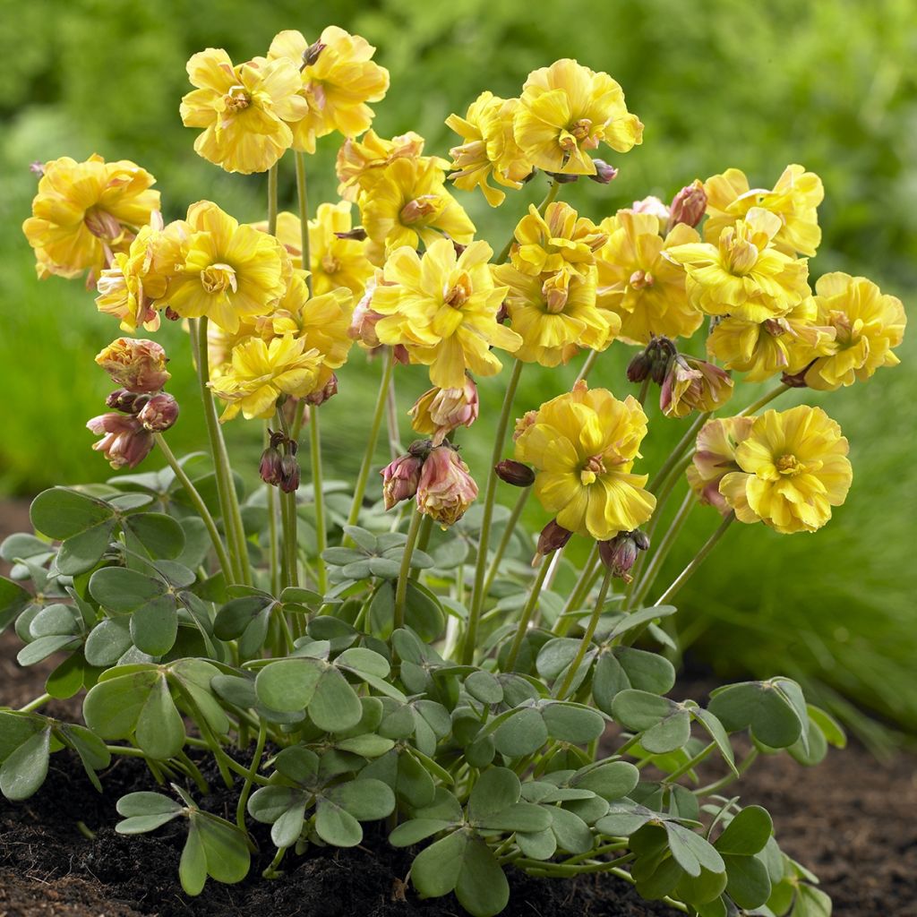 Oxalis Double Trouble