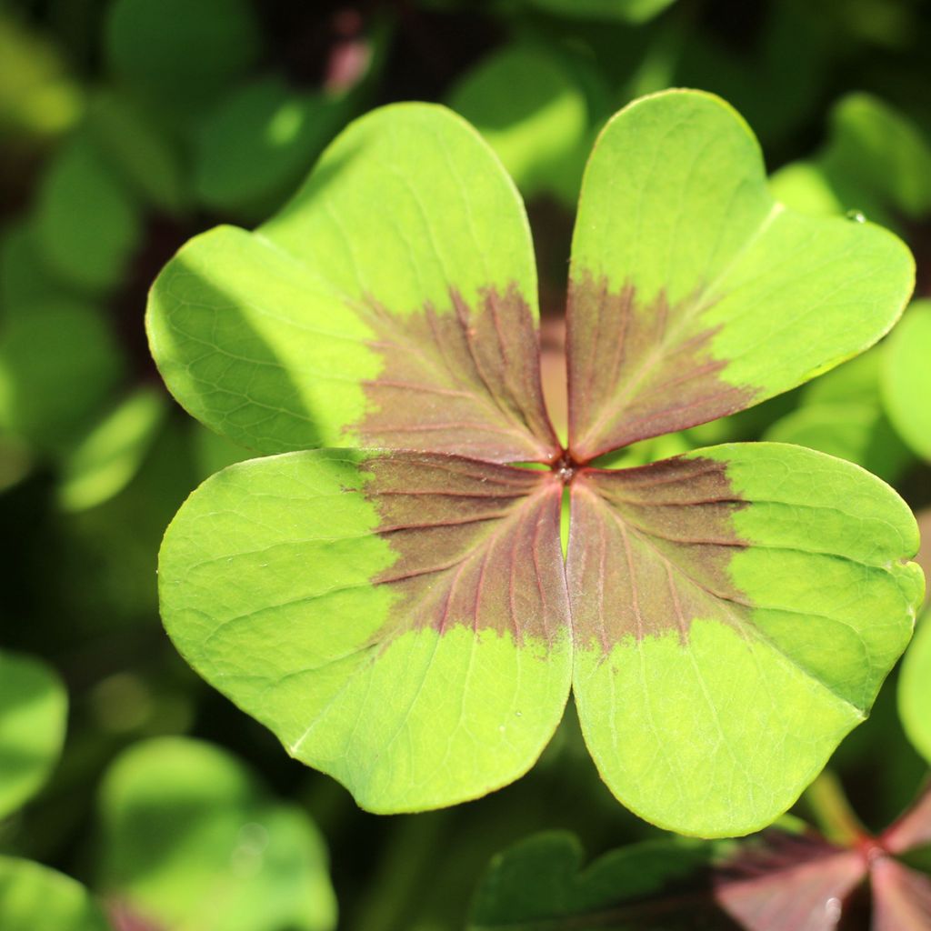 Oxalis deppei - Faux trèfle à quatre feuille