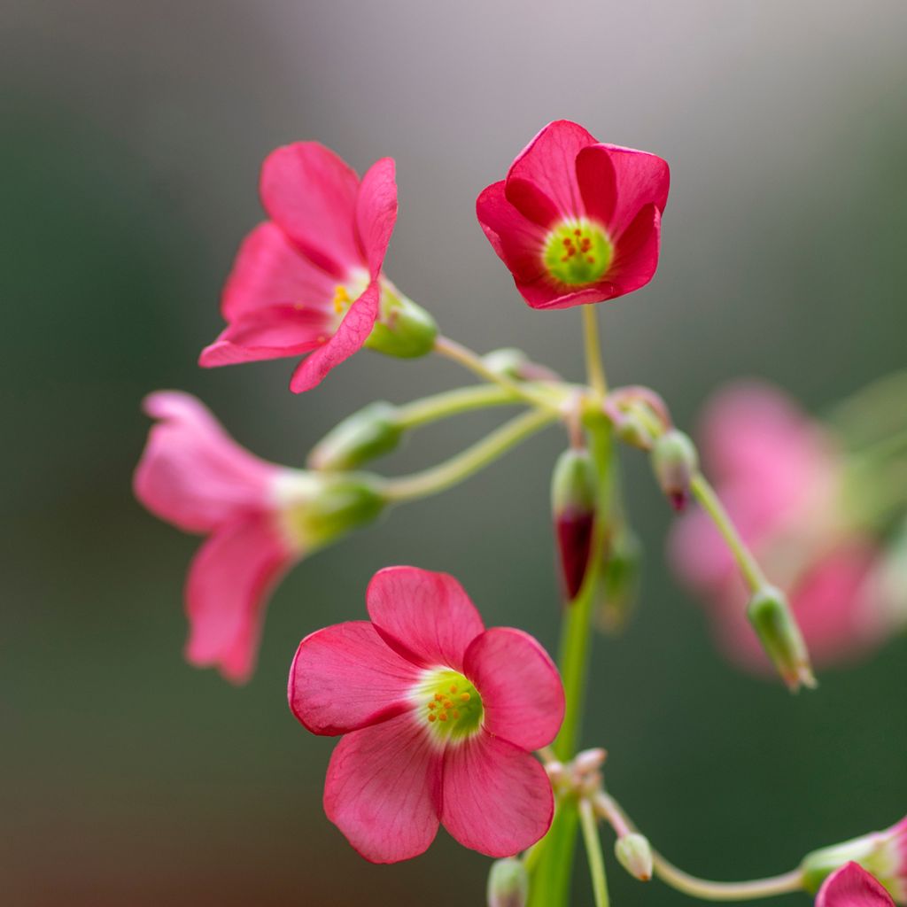 Oxalis deppei - Faux trèfle à quatre feuille