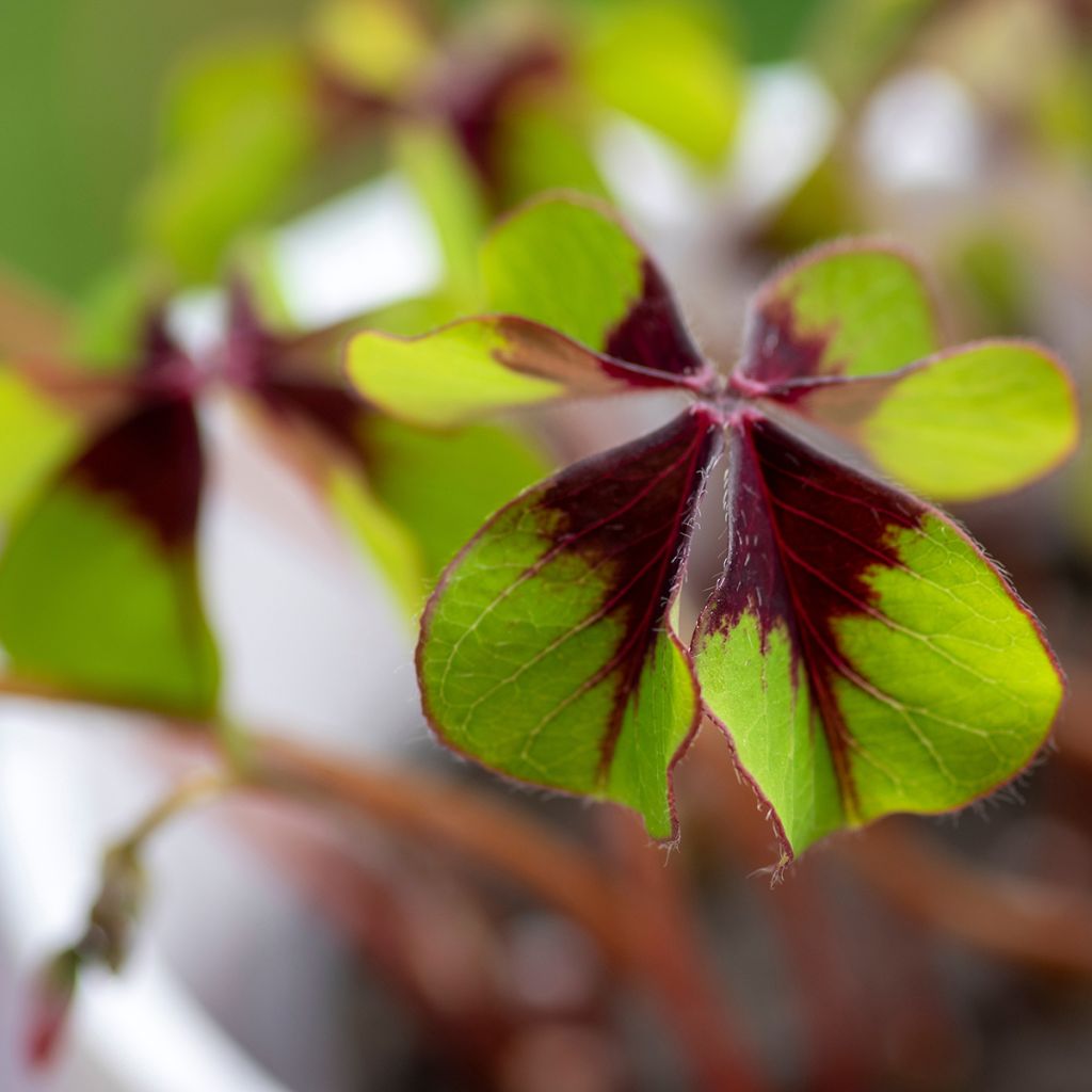 Oxalis deppei - Faux trèfle à quatre feuille