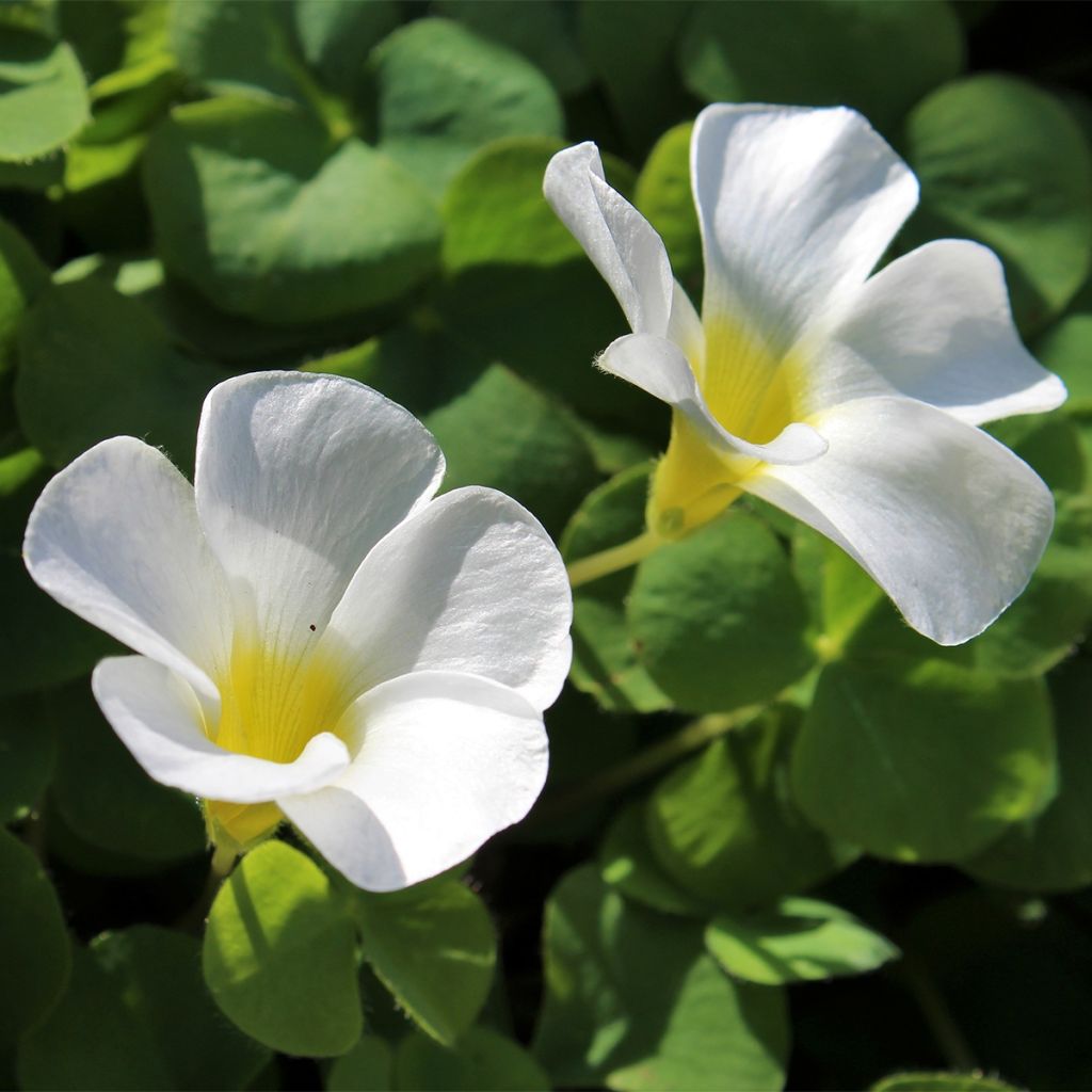 Oxalis purpurea Alba