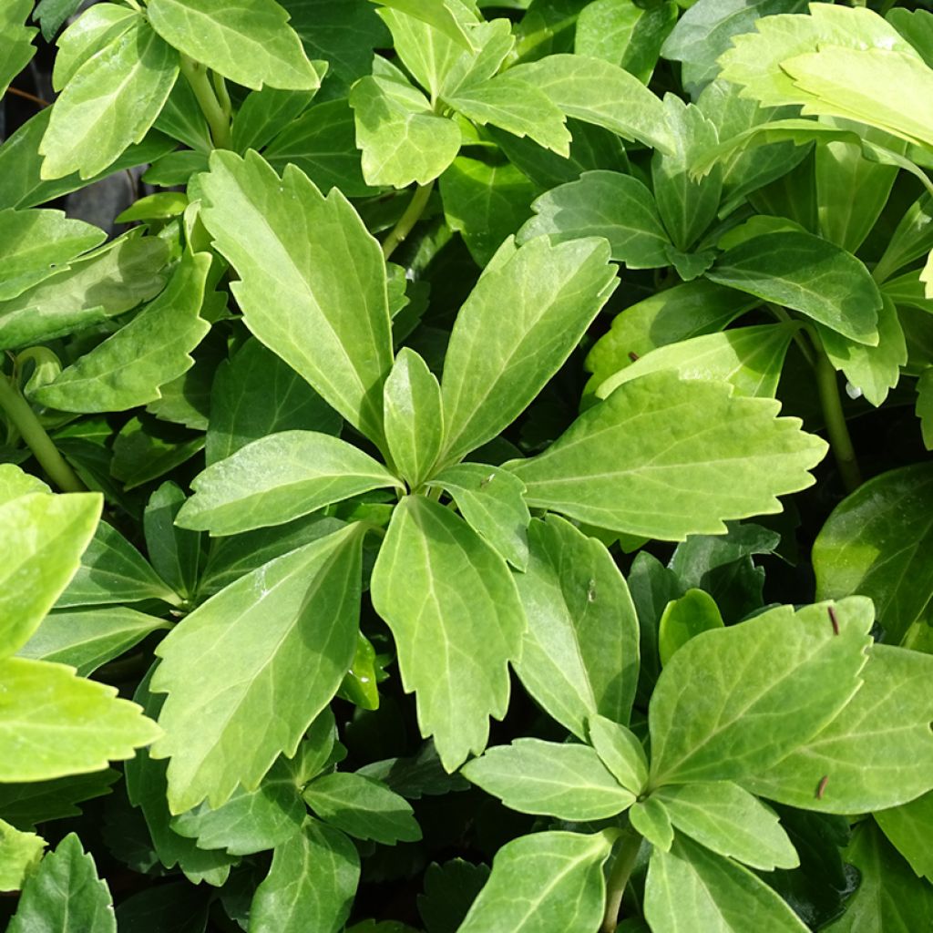 Pachysandra terminalis - Diamante