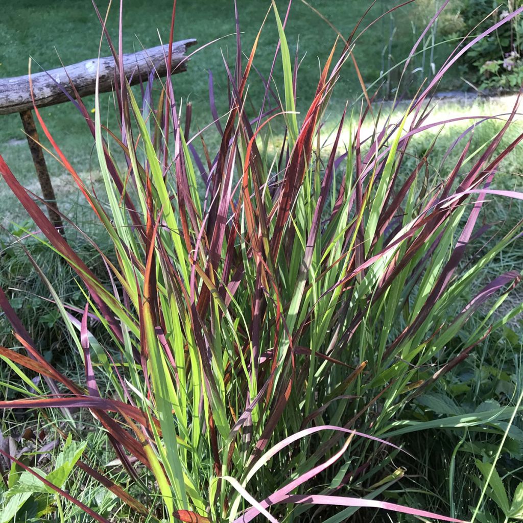 Panicum virgatum Oxblood Autumn