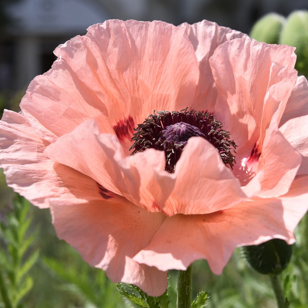 Amapola oriental Mrs Perry - Papaver orientale