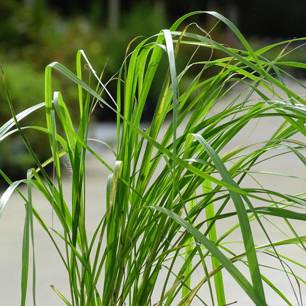 Pennisetum thunbergii - Herbe aux écouvillons pourpres