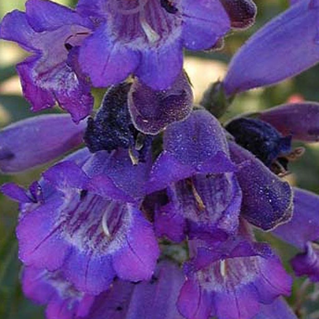 Penstemon hybride Russian River