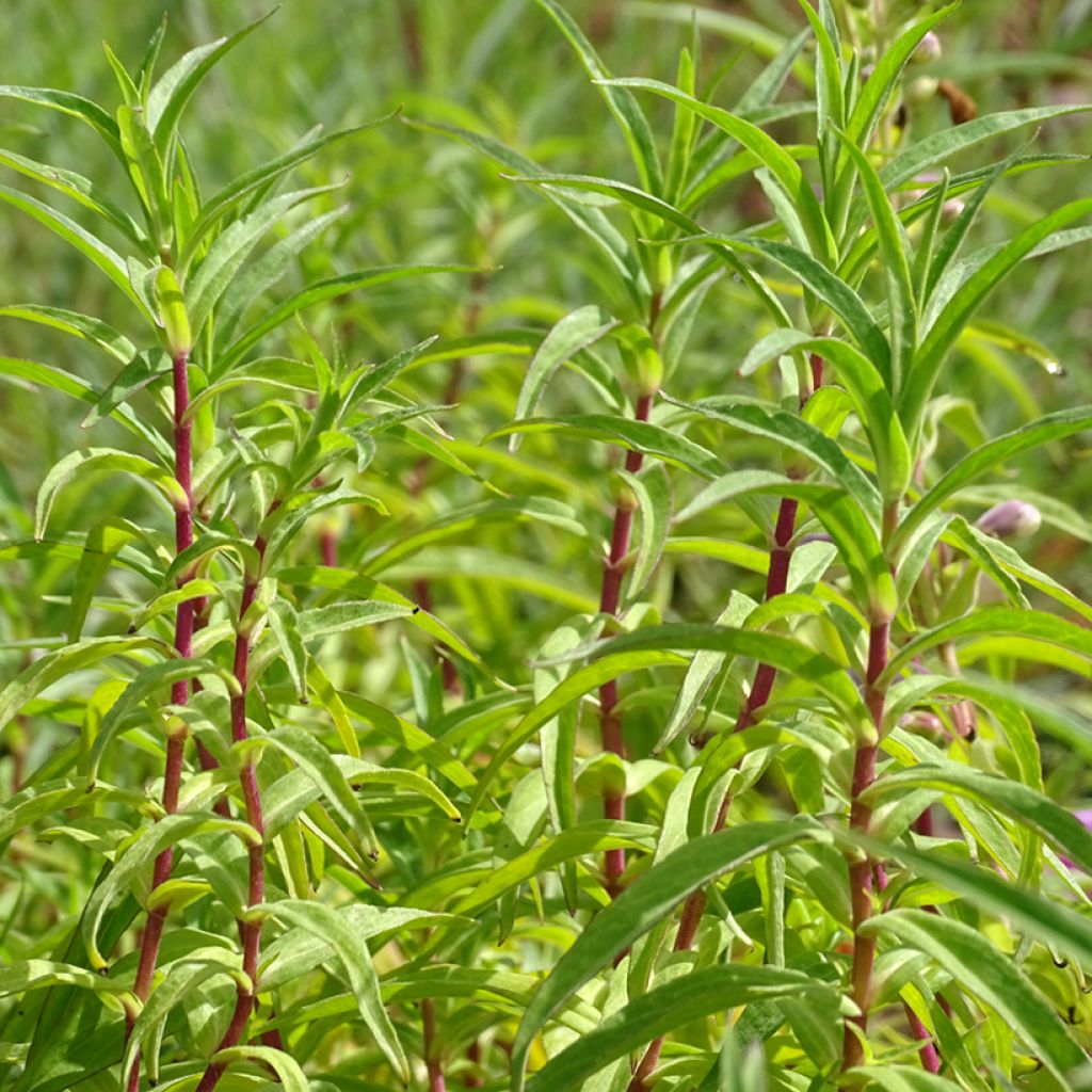 Penstemon Sour Grapes