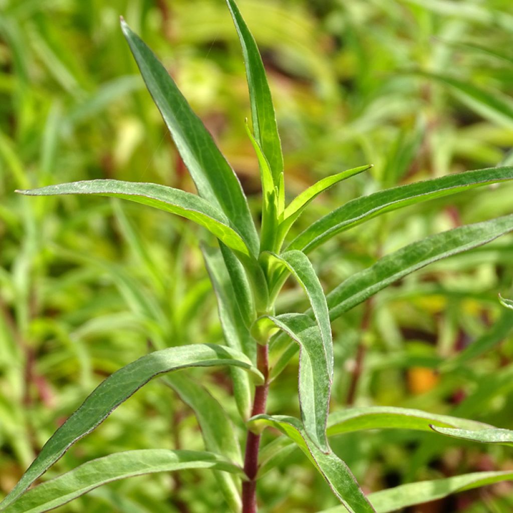 Penstemon Sour Grapes