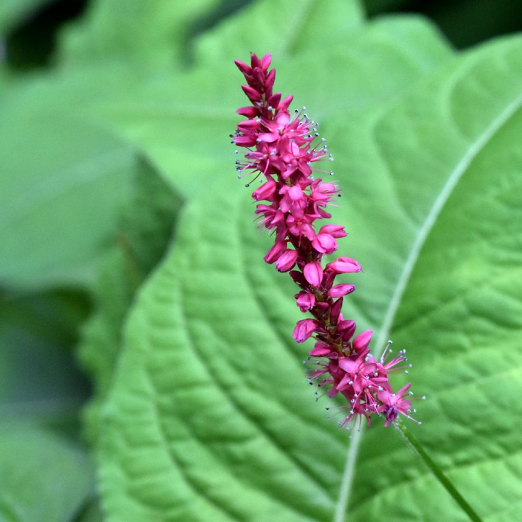 Persicaria amplexicaulis Amethyst