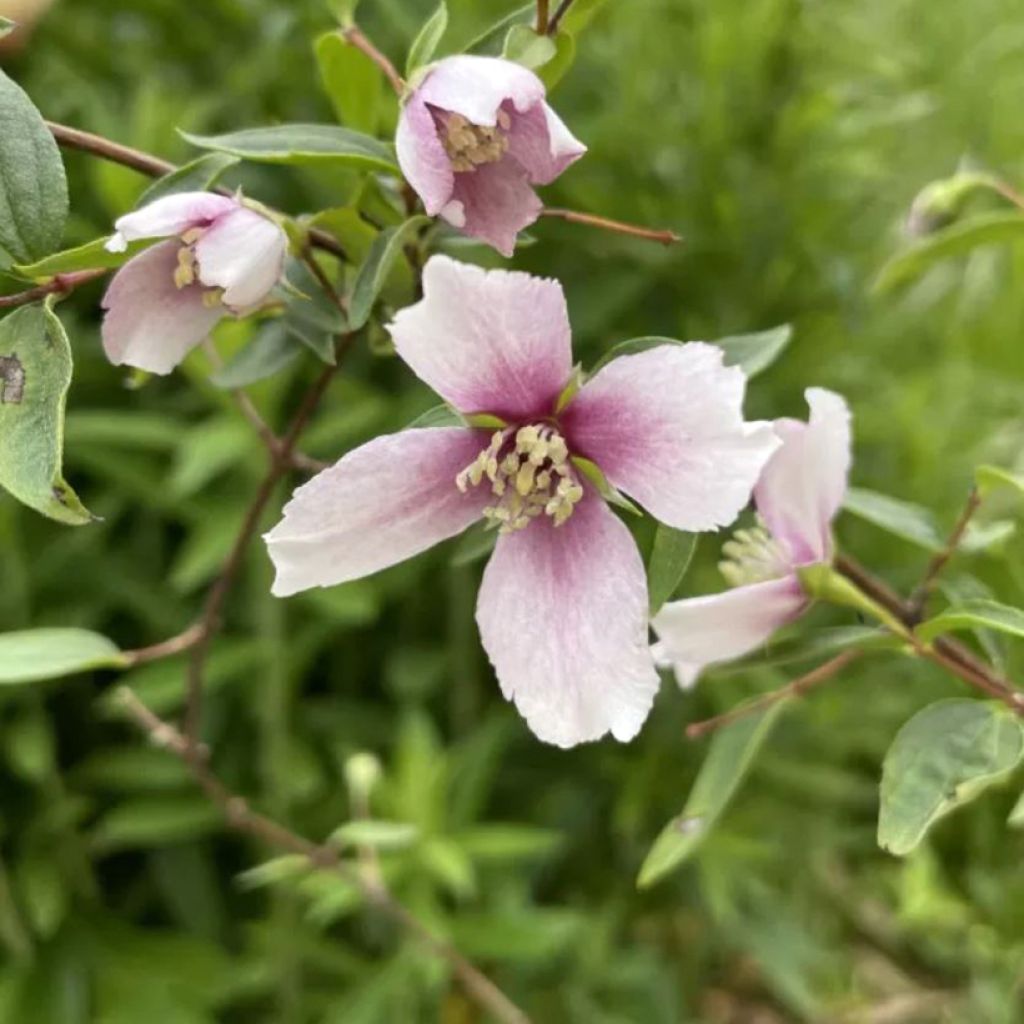 Philadelphus Petite Perfume Pink - Celinda